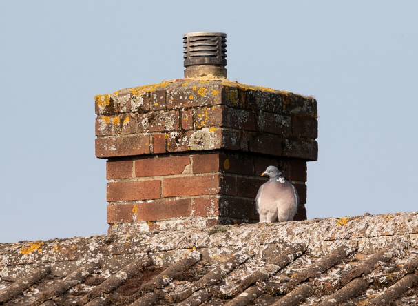 tuckpointing-brick